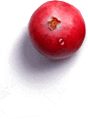 Punarnava
